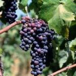 French Wine Production Forecast to Dip Under Five-Year Average Amid Hot, Dry Weather (headline)