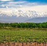 Exploring the World’s Finest Wine Regions