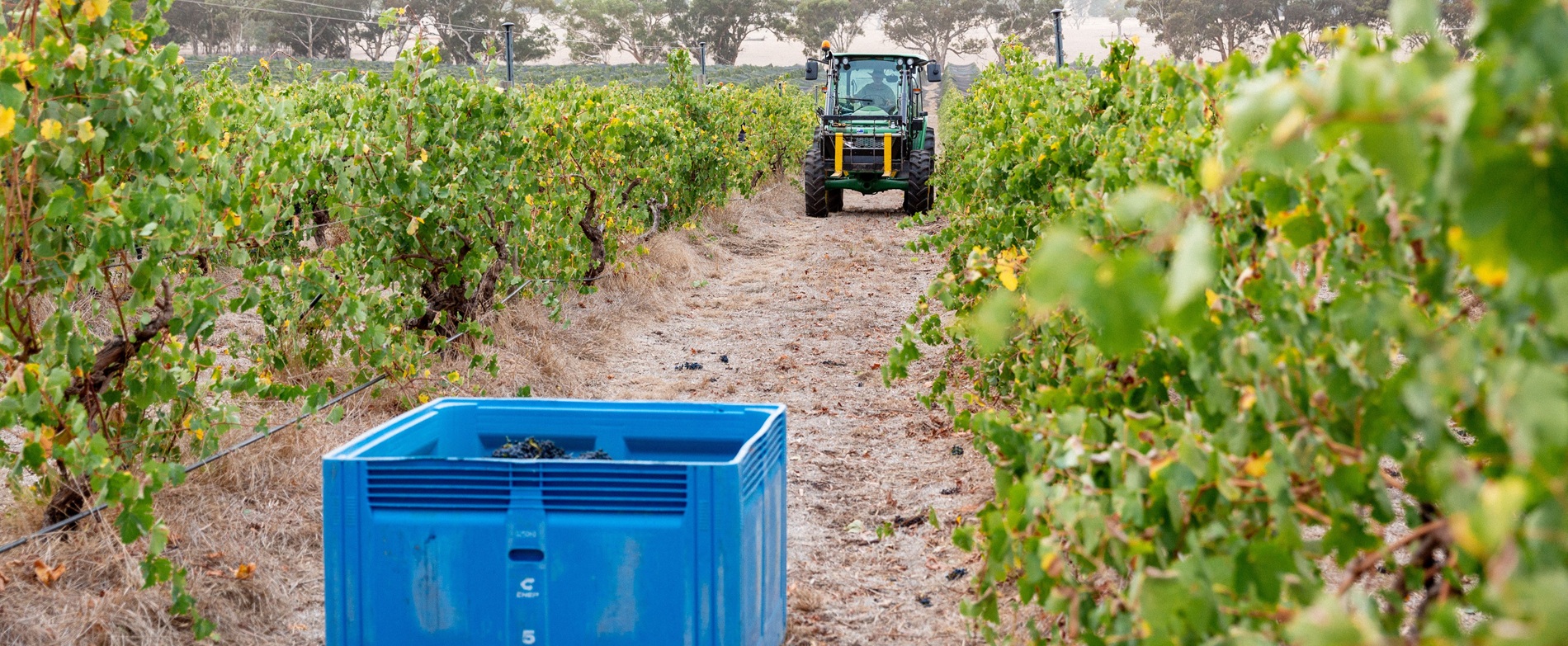 Australia’s Wine Sector Proves a Powerful Economic Multiplier