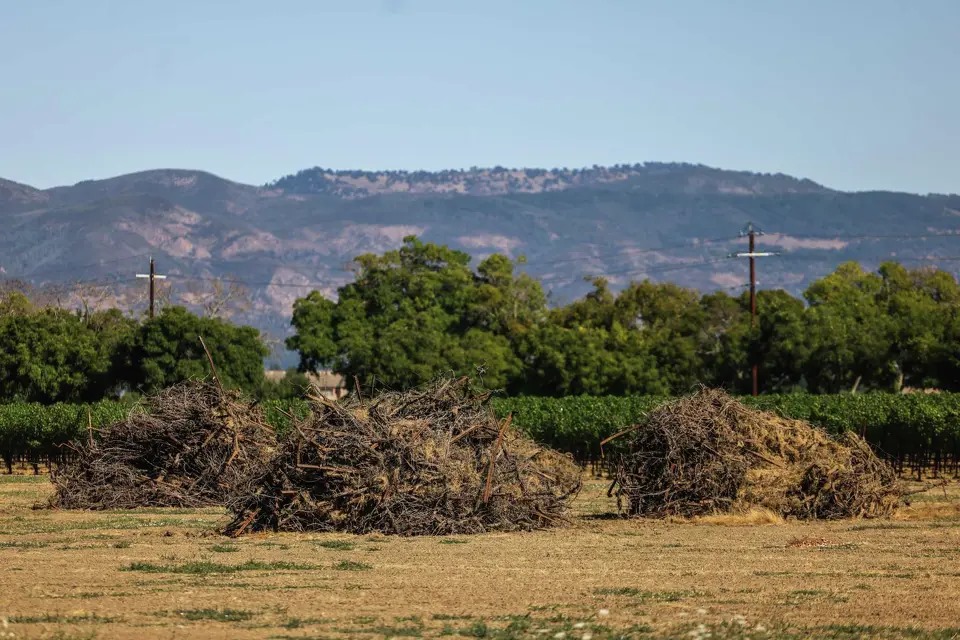 California’s Wine Harvest Faces Its Harshest Season Yet